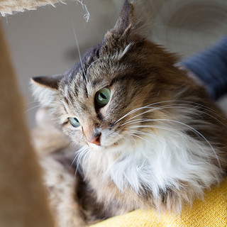 おとなしいメイクーンの女の子