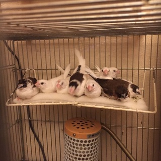 十姉妹里親募集