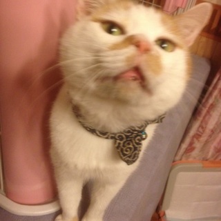 愛しい珍顔 エサ時爆破的な愛嬌