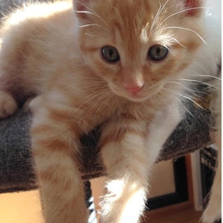 元気いっぱい茶虎の男の子です！