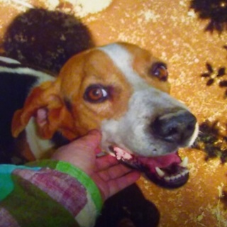 飼い主さん長期入院、七歳薩摩ビーグル、ジョン