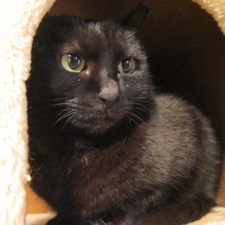 生後半年の黒猫の里親さんを探しています