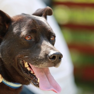 推定2歳の男前黒犬。その名はガンちゃん！