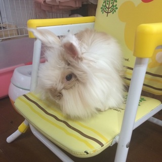 ライオンラビットの里親さん募集しております