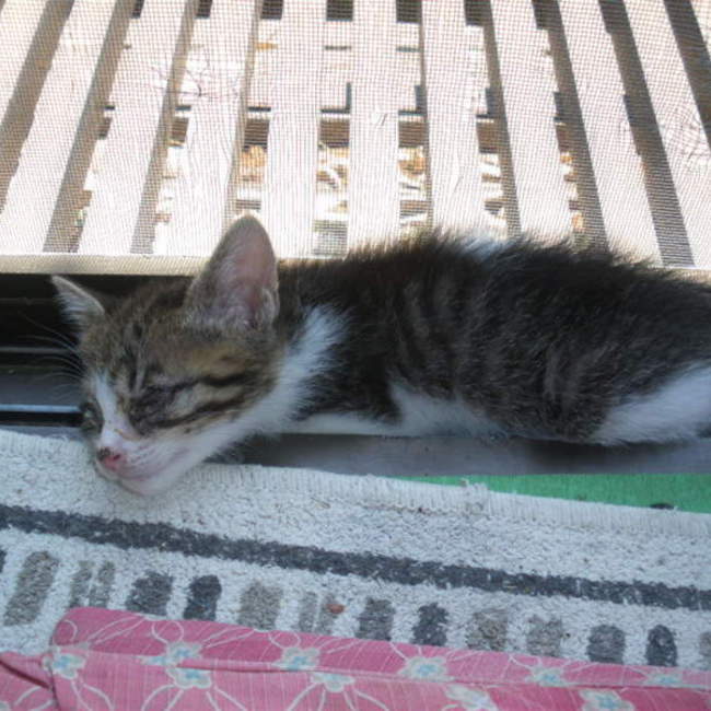 rinpouのカバー写真