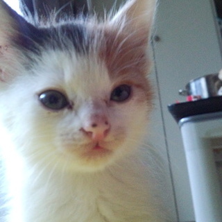 決定しました。