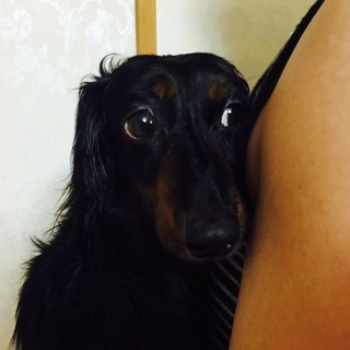 【決定】Mダックス☆ブラタン♂