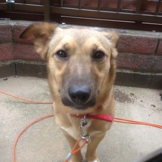 磨きのかかった泥棒ヒゲ太郎11ヶ月