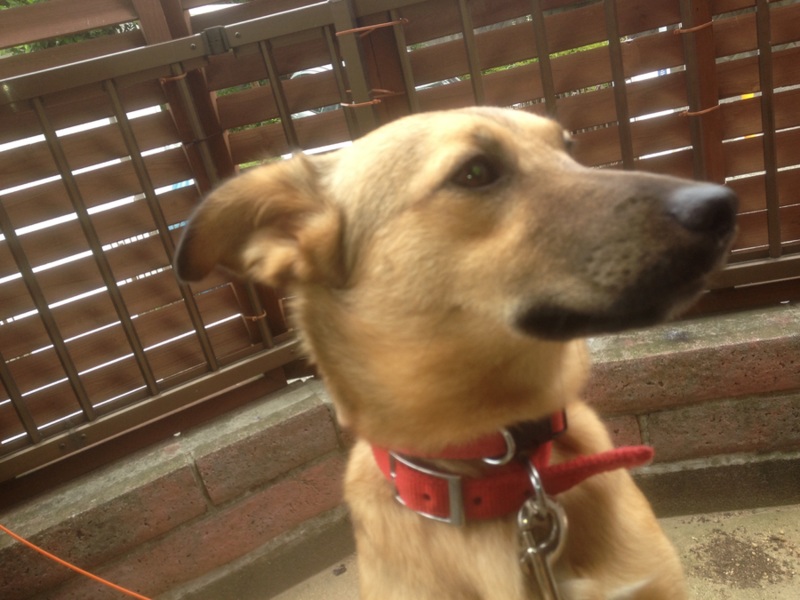 磨きのかかった泥棒ヒゲ太郎11ヶ月 サムネイル2