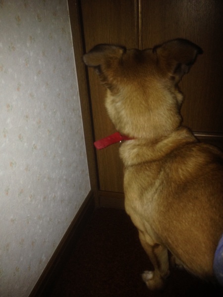 磨きのかかった泥棒ヒゲ太郎11ヶ月 サムネイル3