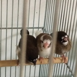 十姉妹の幼鳥の里親さんを募集します。