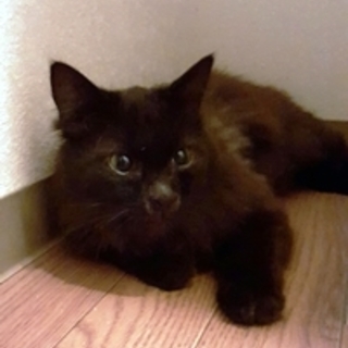 ミーちゃん　　黒茶の男の子　1歳くらい