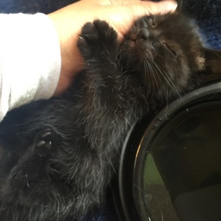 津市、黒い子猫の里親探してます