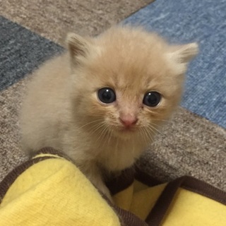 子猫を保護してます。