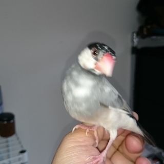 手乗り文鳥（換羽前）2羽の里親様を募集します。