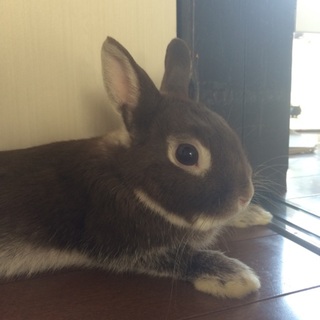 ネザーランドドワーフの里親さん募集しております