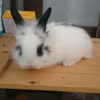 うさぎの里親募集