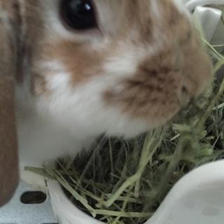 ※一旦締切ます※ドワーフロップの里親さんを募集