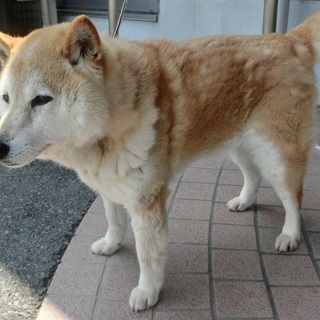 新しい家族を探しています