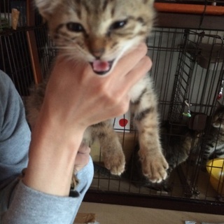 とてもかわいーです