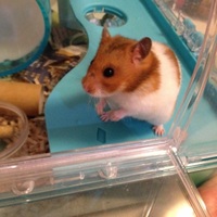 下戸川ケロ子（ケロちゃん）