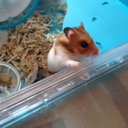 本日里親になりました。