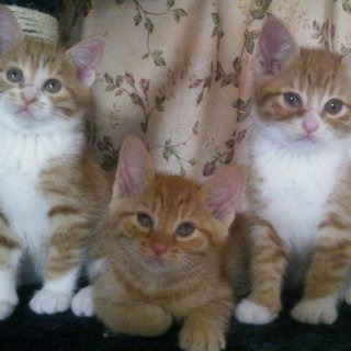 ★茶白２匹＆茶トラ兄弟★