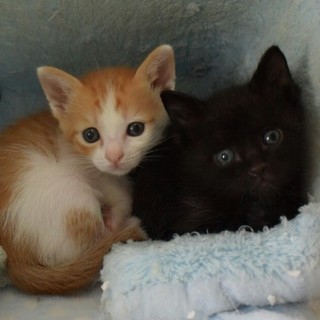 白茶と黒猫の兄弟