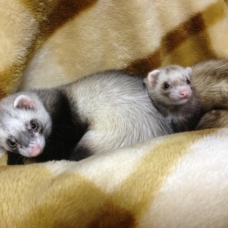 新しい里親がみつかりました！