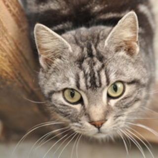 マイペースでお昼寝大好き、アメタロです♪