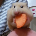 キンクマハムスターのベビー
