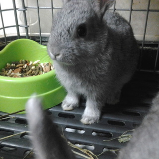 ６匹のミニうさぎ、里親募集