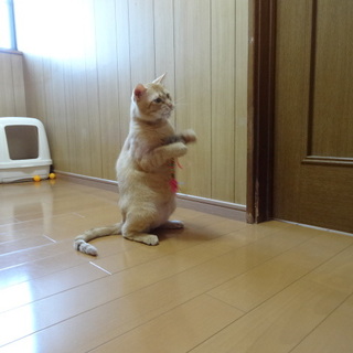 いろんな猫がいますので見に来てね！