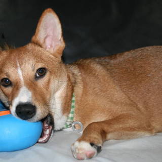 あまえんぼうの「梅太郎です」