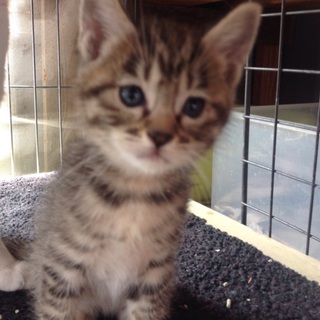 家族にしていただけるかた募集中