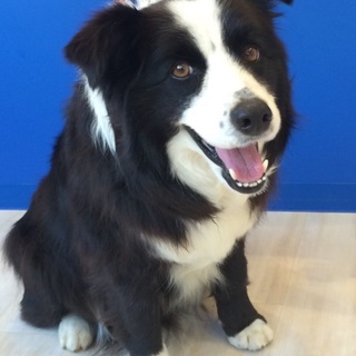 明るく元気なボーダーコリー