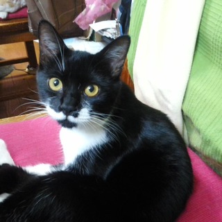 ゴロゴロの甘えん坊の女の子、飼いやすい子です！