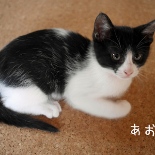 生後2か月☆なかよし3兄弟＋1義兄弟