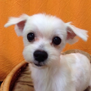 マルチーズのコア君