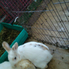 ４ヶ月の雑種うさぎさん サムネイル2
