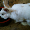 ４ヶ月の雑種うさぎさん サムネイル3