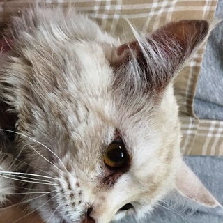 ネコちゃん　メインクーンの男の子です