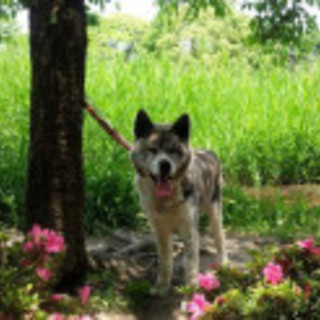 里親決定★穏やかなお嬢秋田犬★行政収容中