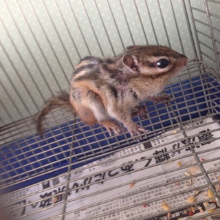 シマリス♀ 普段は大人しいです！