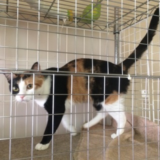 大人しい三毛猫ちゃんです