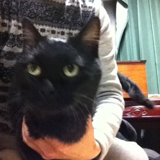 甘えん坊の美黒猫