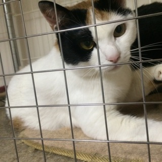 美人の三毛猫ちゃんです(^-^)