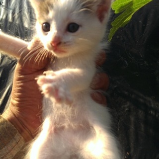 優しい里親さん探しています