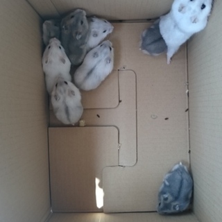 可愛いハムちゃん達！！(*´-`)