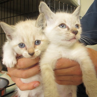 センターに収容されたシャムMix兄妹です。